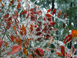Blueberries After the Ice Storm