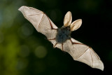 Bat