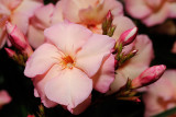 pink oleander 1