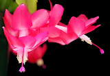 Xmas Cactus 02