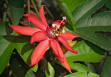 passion flower 12