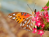 gulf fritillary 17