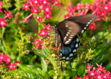 spicebush swallowtail 42