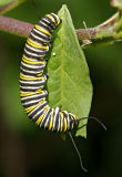 monarch caterpillar on lantana 01