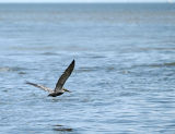 pelican in flight 02