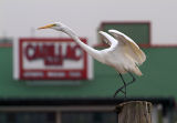 Great Egret Cadillac bar