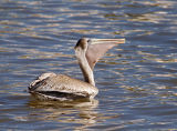 brown pelican feeding 05