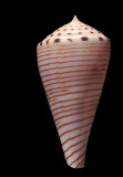 Hirases Cone 01