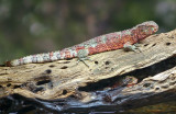 Chinese Crocodile lizards 01