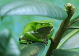 Giant Waxy Monkey Frog 01