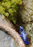 Blue Poison Frog 01