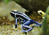 Dyeing Poison Frog 02