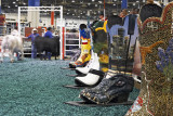 cattle show 07