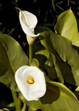 calla lily 03