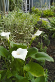 calla lily 09