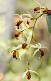Coelogyne massangeana 01