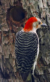 woodpecker on pecan tree 13