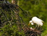 egret with chick 01