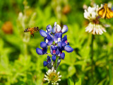 bluebonnets & bee TC Jester