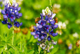 bluebonnets TC Jester 02