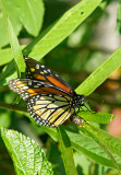 monarch butterfly 29