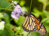 monarch butterfly 33