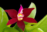 Trichoglossum atropurpurea 02