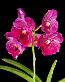 vanda Pures Wax 01