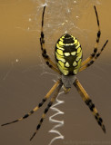 Argiope aurantia: Garden Spider