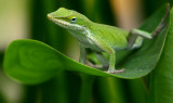 Anole