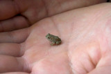 Tiny Toad