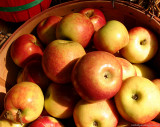 Apple Basket