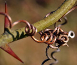 Squiggle Thorns