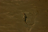 Gator Mud
