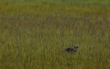 Marsh Raccoon