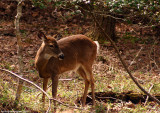 Cades Cove Deer