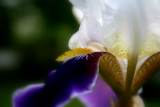 Soft Iris