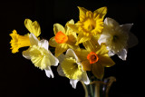 Daffodils