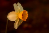 Sunlit Daffodil