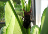 Stag Beetle