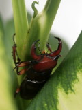 Stag Beetle