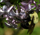 Lilac & Bumblebee