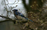 Blue Jay