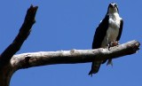 Tybee Island Osprey