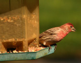 Purple Finch