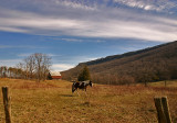 Fox Mountain Farm
