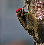 Yellow Bellied Sapsucker