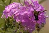 Hummingbird Moth (3 of 4 photos)