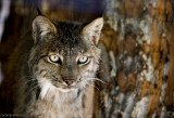 Lynx