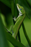 Anole